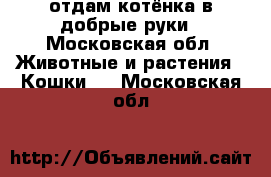 отдам котёнка в добрые руки - Московская обл. Животные и растения » Кошки   . Московская обл.